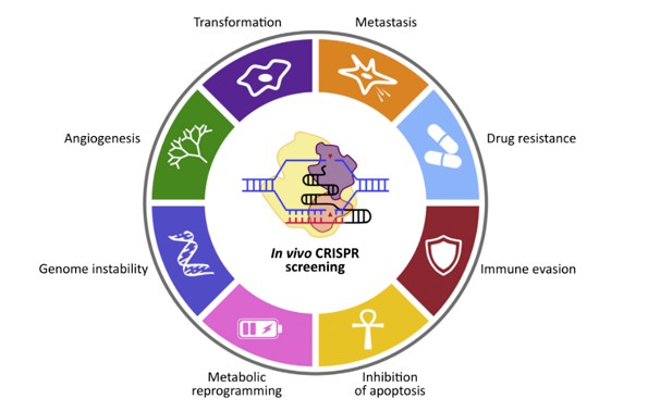 Applications of CRISPR Screening Technology