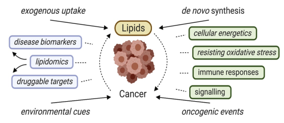 Lipidomics and Cancer Research